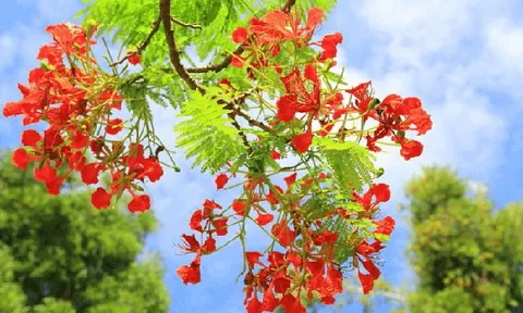Bản tin thời tiết ngày 16-5-2023: Nắng nóng quay trở lại miền Bắc