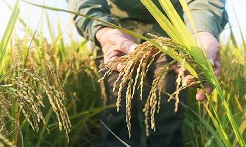 Giá lúa gạo hôm nay 16/6: Biến động trái chiều