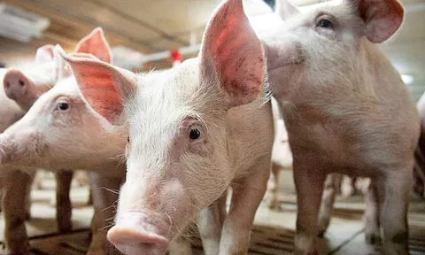 Giá lợn hơi ngày 30/7: Giảm nhẹ 1.000 - 2.000 đồng tại miền Bắc và miền Trung