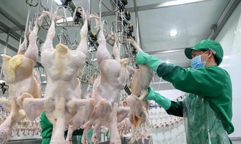 Nguy cơ khủng hoảng thiếu gia cầm dịp Tết 2022