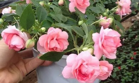 3 loại hoa là cỗ máy ra hoa, 1 năm nở suốt 200 ngày, hết lượt này ra lượt khác