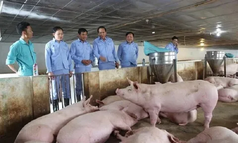 Cổ phiếu tăng 71% trong vòng 2 tháng, hai ái nữ nhà chủ tịch Dabaco đồng loạt bán lượng lớn cổ phiếu