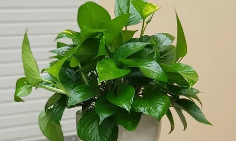 Mở cửa ra nhìn thấy 4 cây này, Thần Tài ắt sẽ thích, tài lộc chảy ào ạt vào nhà