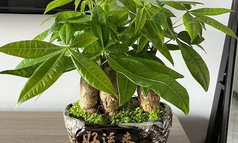 Trồng kim ngân nhớ quy tắc “3 không”, rễ không bị thối, lá cây luôn xanh tươi