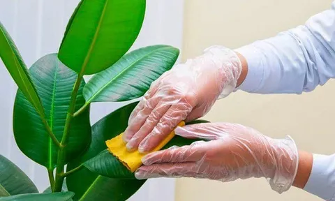 Không ngờ vài giọt giấm trắng lại lợi hại đến vậy, làm theo cách này cây cối luôn xanh tốt