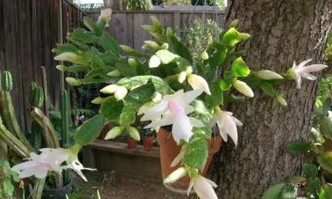 Nuôi lan càng cua nắm được “3 mấu chốt” thì cành, lá phát triển nhanh, ra hoa rất nhiều