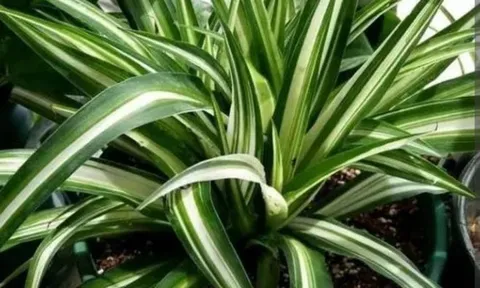 4 loại cây có thể hấp thụ "chất độc hại", trồng một chậu ở nhà không khí thật trong lành