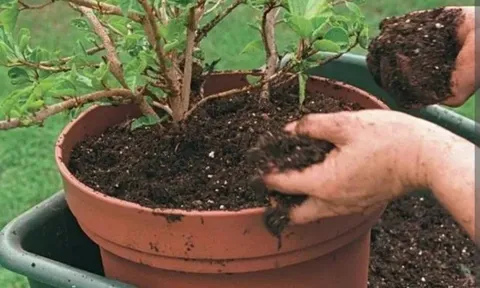 Mùa đổi chậu cho hoa đến rồi, có 4 "tín hiệu" này thay xong hoa chắc chắn nở bung