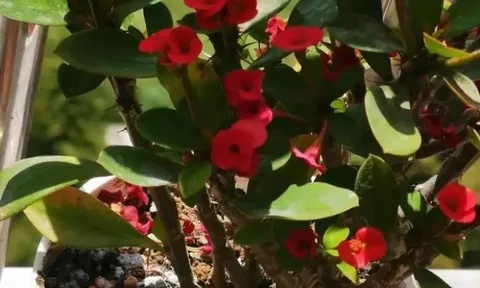 3 loại hoa này rất “ương ngạnh” và ưa nắng, càng phơi càng nở thành biển