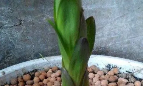 Đặt thứ này vào gốc cây, quanh năm không thối rễ, lá xanh tươi và nở rất nhiều