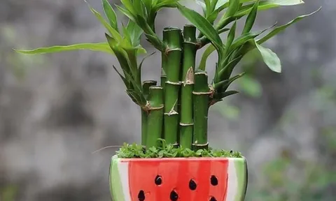 Cứ 3 ngày xịt dung dịch này một lần, cây trúc phát tài dài trông thấy, bóng như bôi dầu