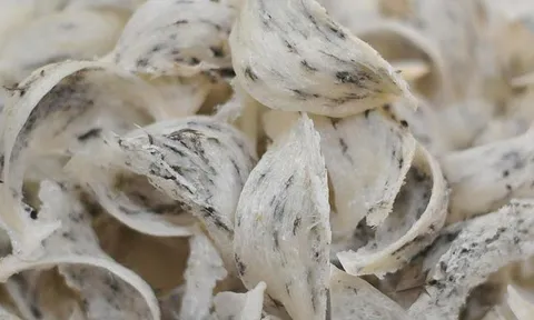 Nhu cầu yến sào tăng cao khiến giá tăng vọt