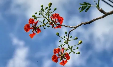 Bản tin thời tiết ngày 05-7-2023: Vùng hội tụ gió trên cao suy yếu, mưa ở miền Bắc giảm dần