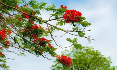 Bản tin thời tiết ngày 06-7-2023: Bắc Bộ ngày nắng nóng, đêm có mưa vài nơi