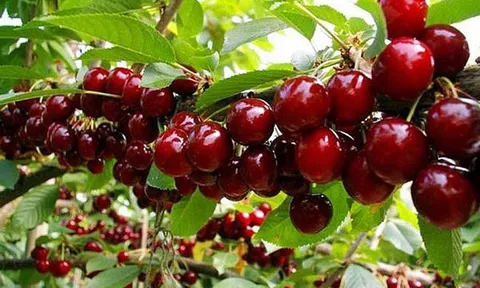 Những loại trái cây giúp loại bỏ axit uric dư thừa ra khỏi máu