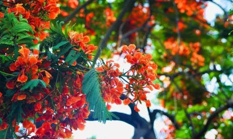 Dự báo thời tiết ngày 13/5/2024: Bắc Bộ mưa rào và dông, Nam Bộ nắng nóng gay gắt
