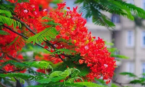 Dự báo thời tiết ngày 17/5/2024: Bắc Bộ có mưa rào và dông vài nơi