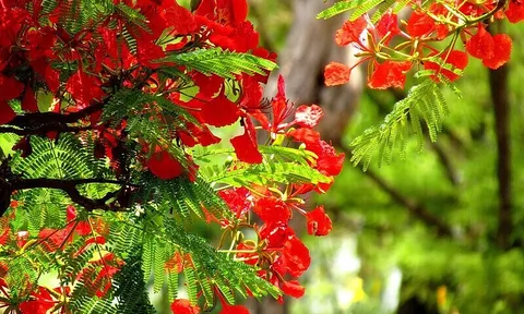 Dự báo thời tiết ngày 18/5/2024: Hà Nội ngày nắng, chiều tối mưa rào và dông