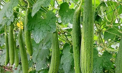 Tác dụng tuyệt vời của mướp đối với sức khỏe