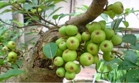 10 thực phẩm cung cấp canxi tự nhiên cho cơ thể