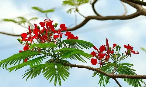 Dự báo thời tiết ngày 18/6/2024: Hà Nội nắng nóng đặc biệt gay gắt