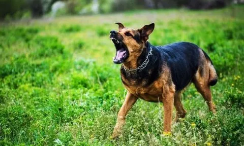 Bé 7 tuổi phát bệnh dại sau 1 tháng bị chó cắn