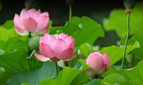 Dự báo thời tiết ngày 21/6/2024: Bắc Bộ ngày nắng nóng, chiều tối mưa dông