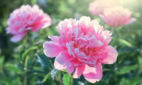 Dự báo thời tiết ngày 27/6/2024: Bắc Bộ nhiều mây, mưa dông rải rác