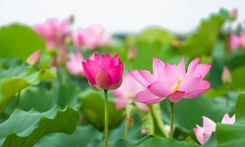 Dự báo thời tiết ngày 28/6/2024: Hà Nội sáng sớm mưa rào, ngày nắng