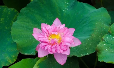 Dự báo thời tiết ngày 29/6/2024: Hà Nội mưa rào và dông, ngày nắng nóng