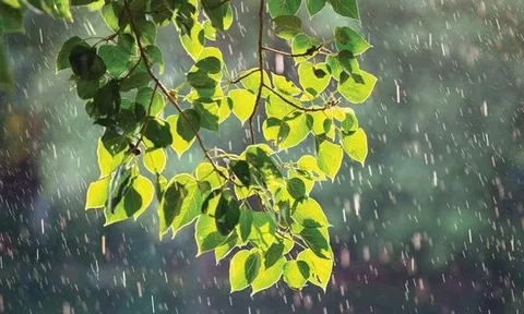 Dự báo thời tiết ngày 3/7/2024: Hà Nội mưa to cục bộ, trời mát