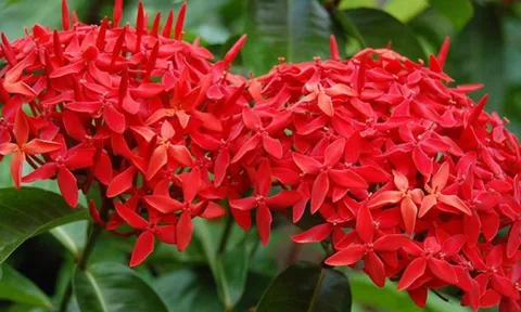 Hoa mẫu đơn chữa bệnh gì?