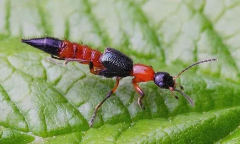 TP HCM: Gia tăng bệnh nhân nhiễm độc kiến ba khoang