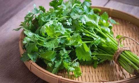 Không chỉ làm gia vị, rau mùi còn là vị thuốc chữa nhiều bệnh