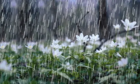 Dự báo thời tiết ngày 24/7/2024: Bắc Bộ tiếp tục mưa to kéo dài