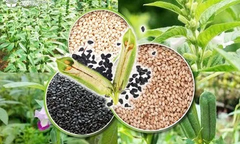 Công dụng của hạt vừng trong việc hỗ trợ giảm cholesterol, hạ đường huyết