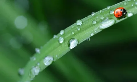 Dự báo thời tiết ngày 25/7/2024: Hà Nội mưa nắng gián đoạn