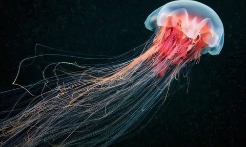 Nhiều người bị viêm da do sứa biển "tấn công"