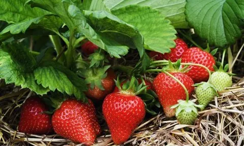 Một số loại trái cây tốt cho làn da khỏe mạnh