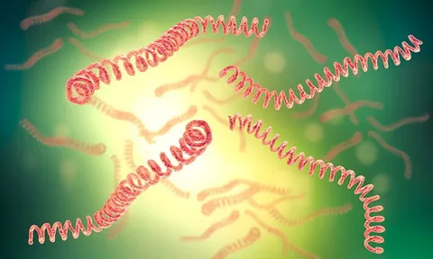 Cảnh báo bệnh xoắn khuẩn vàng da sau mưa lũ