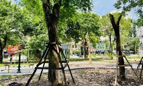 Hà Nội trồng lại hơn 4.100 cây xanh bị gãy đổ sau bão số 3