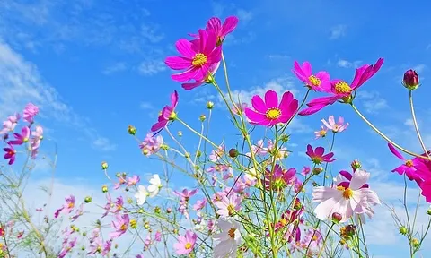 Dự báo thời tiết ngày 4/10/2024: Bắc Bộ ngày nắng, đêm không mưa