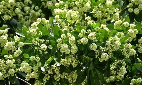 Dự báo thời tiết ngày 9/10/2024: Bắc Bộ sáng sớm có sương mù, ngày nắng