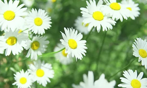 Dự báo thời tiết ngày 16/10/2024: Bắc Bộ mưa rào và dông rải rác