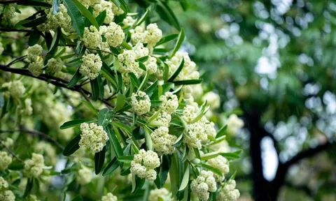 Dự báo thời tiết ngày 17/10/2024: Hà Nội nhiều mây, mưa rào rải rác