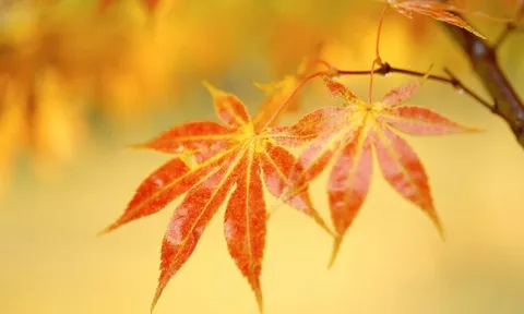 Dự báo thời tiết ngày 29/10/2024: Bắc Bộ mưa rải rác, vùng núi có nơi dưới 17 độ