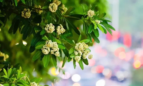 Dự báo thời tiết ngày 31/10/2024: Bắc Bộ đêm không mưa, ngày nắng