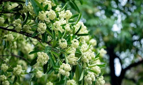 Dự báo thời tiết ngày 11/11/2024: Bắc Bộ sáng sớm có sương mù nhẹ