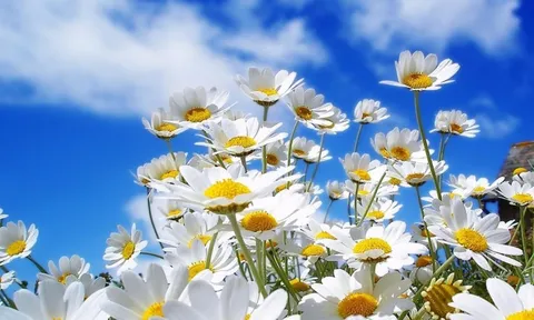 Dự báo thời tiết ngày 12/11/2024: Hà Nội sáng sớm trời lạnh, ngày nắng