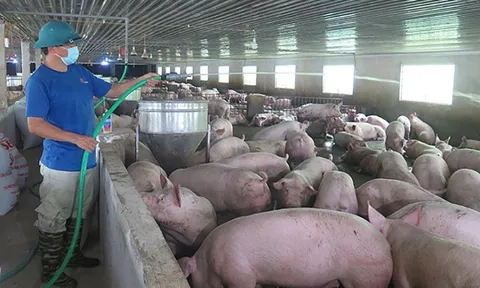 Heo ăn chuối tiếp tục đem về lãi lớn cho doanh nghiệp bầu Đức